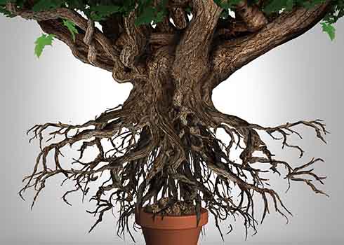 platz zum wachstum schaffen 2